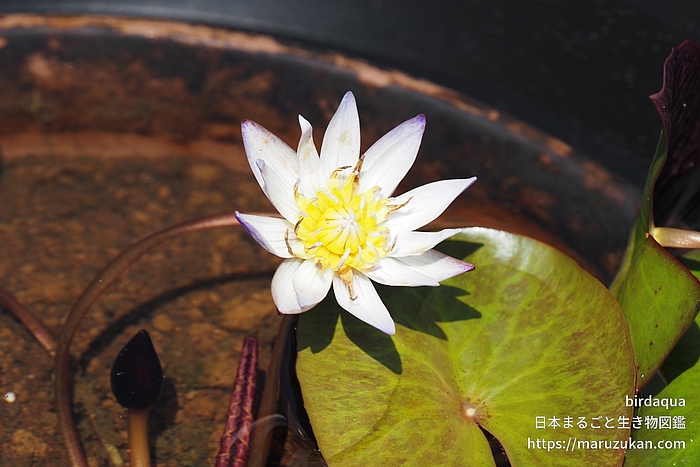 ムラサキシキブ