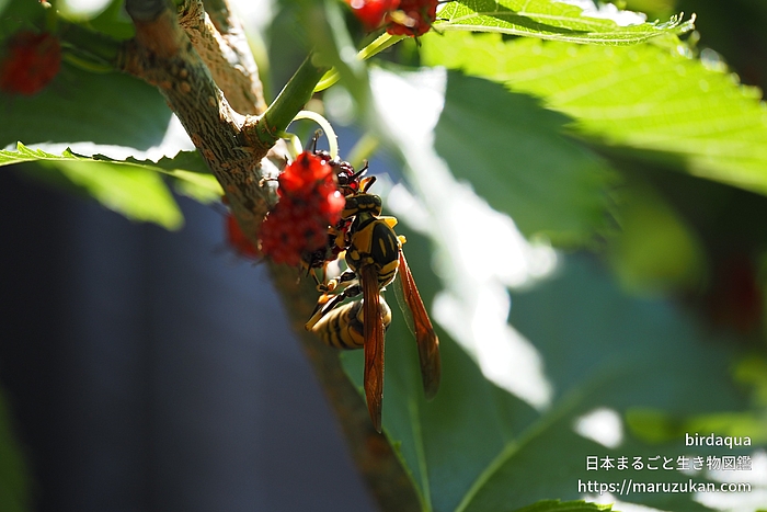 キアシナガバチ