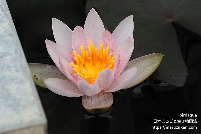 ジョアンナ･プリング