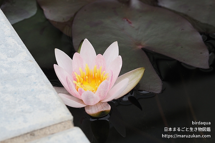 ジョアンナ･プリング