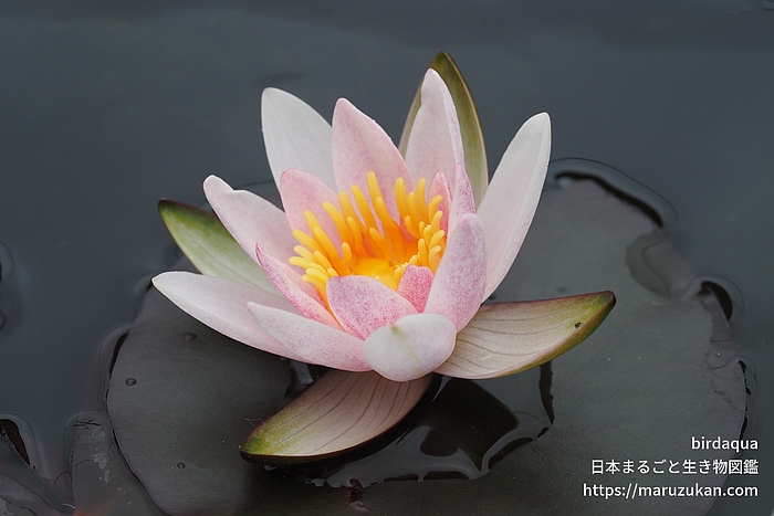 ジョアンナ･プリング