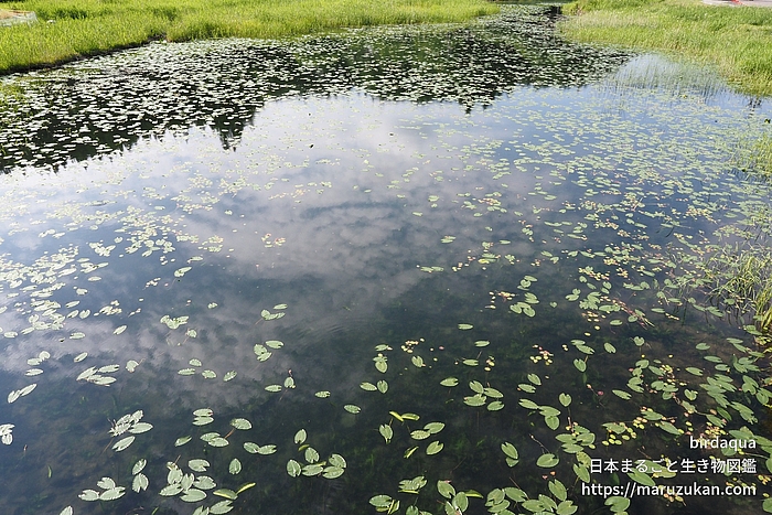 コウホネ