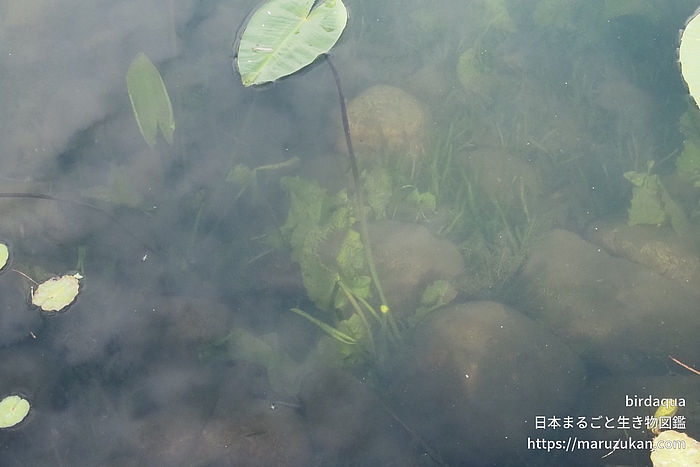 コウホネ