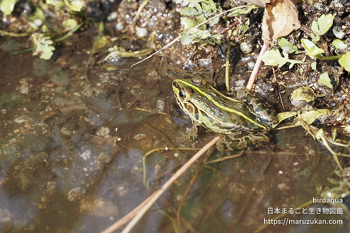 トノサマガエル