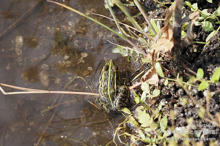 トノサマガエル