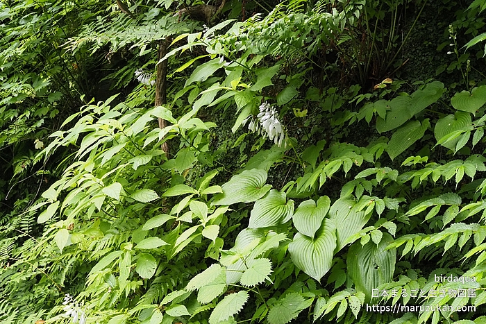 オオバギボウシ