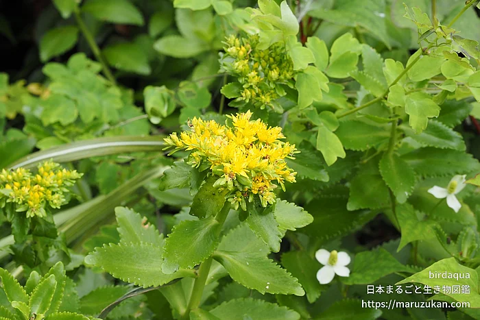 キリンソウ（花）の写真