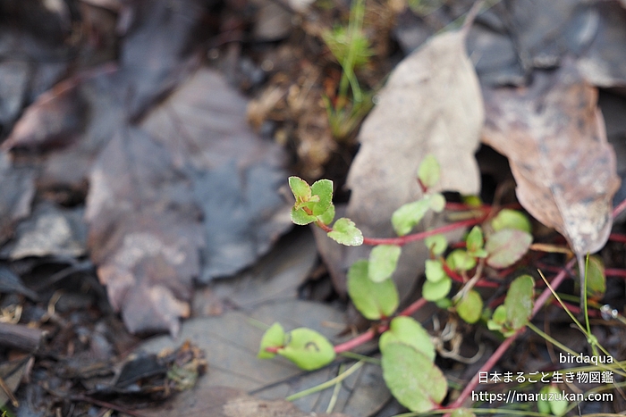 アリノトウグサ