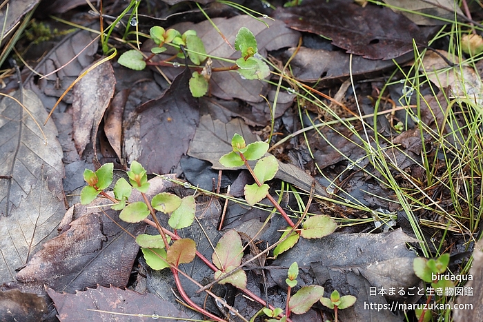 アリノトウグサ