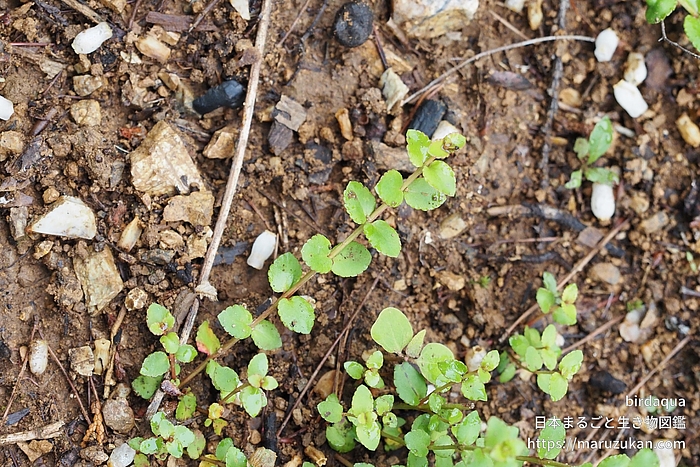 アリノトウグサ