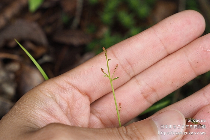 アリノトウグサ