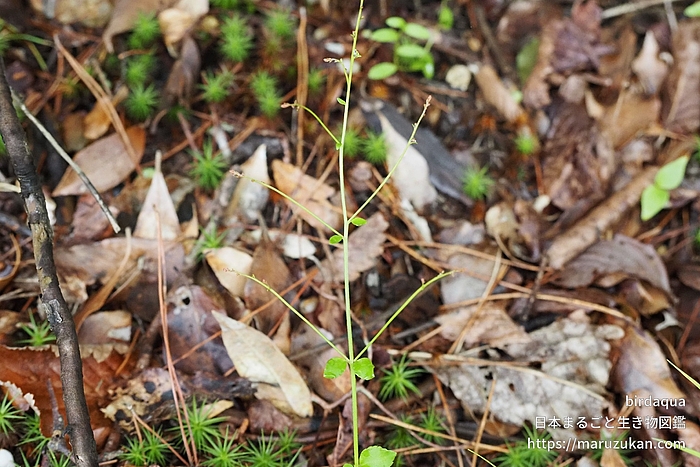 アリノトウグサ