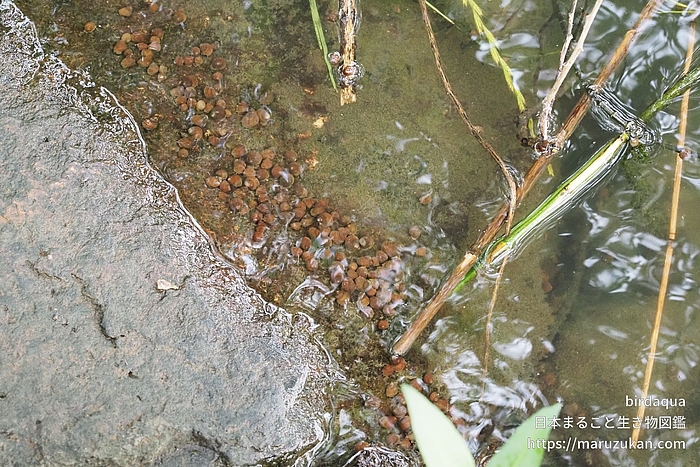 ヒメタニシ