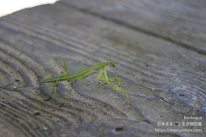 オオカマキリ