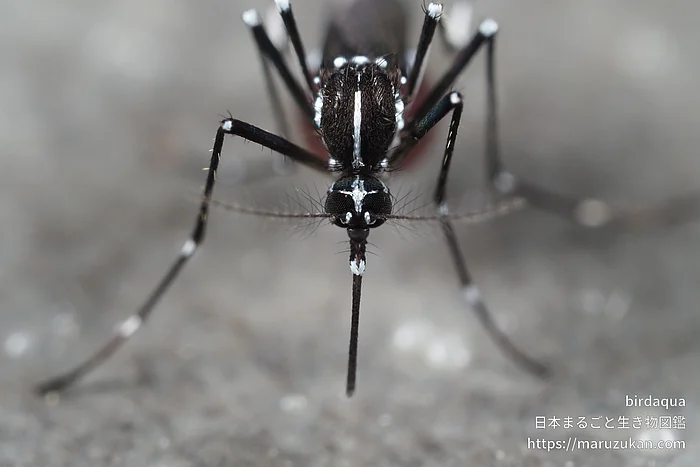 ヒトスジシマカの写真