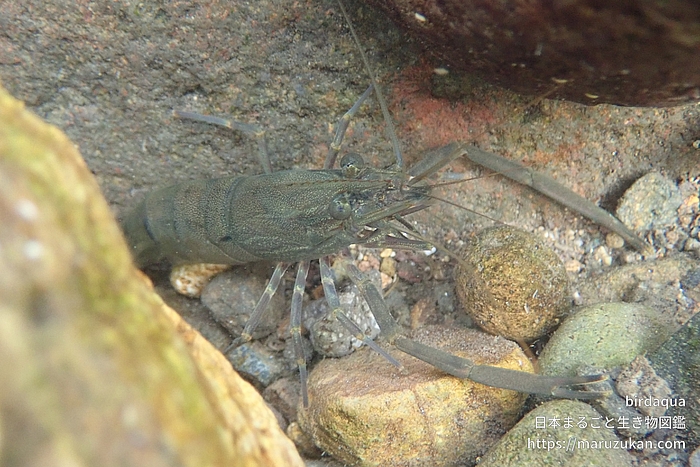 ヒラテテナガエビ