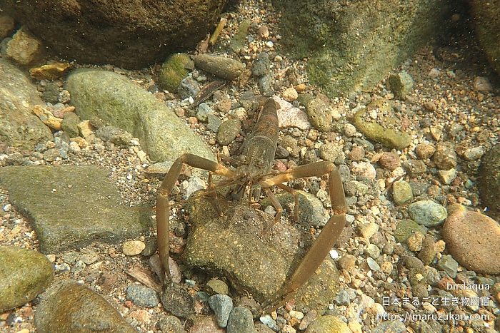 ヒラテテナガエビ