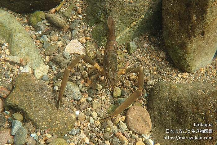 ヒラテテナガエビ