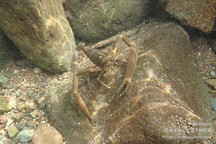 ヒラテテナガエビ