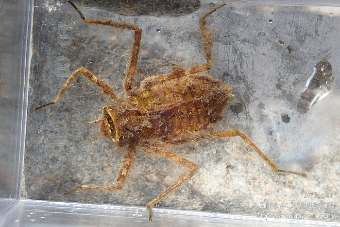 コヤマトンボ
