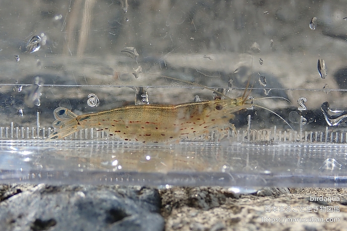 ヤマトヌマエビ