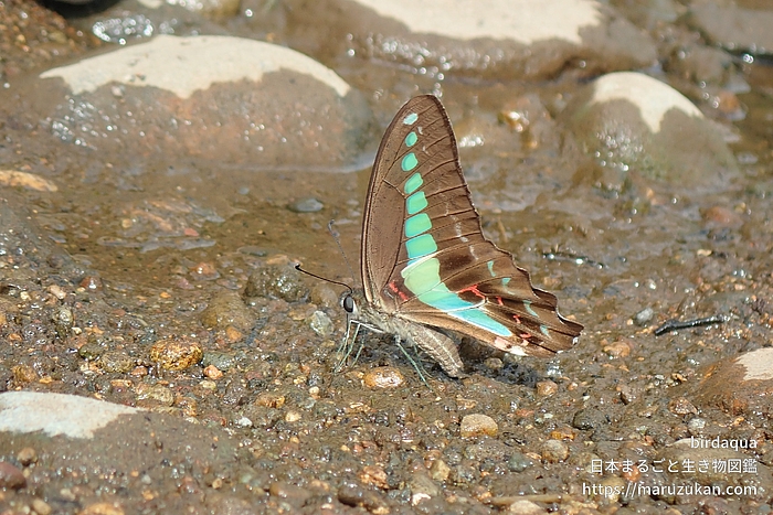 アオスジアゲハ