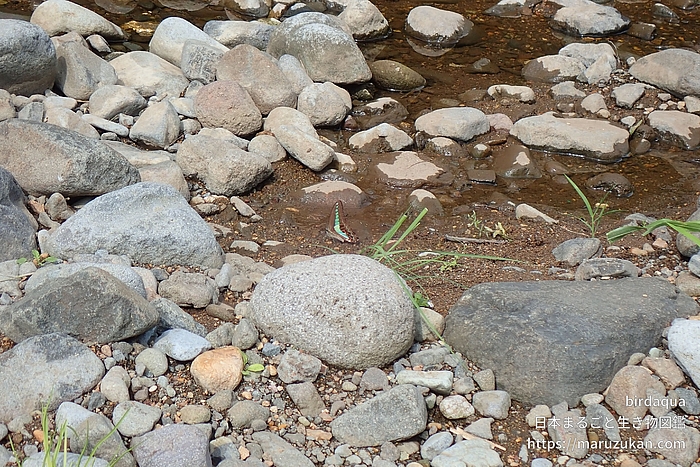 アオスジアゲハ