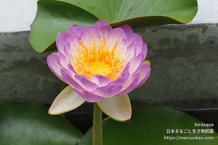 クイーンシリキット