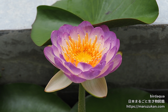 クイーンシリキット