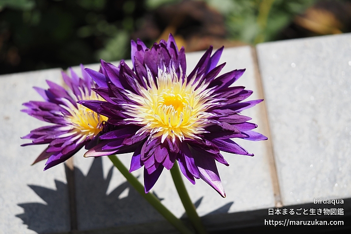 プラムクレイジー