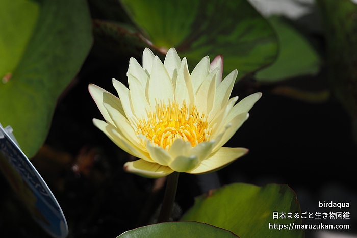 カーラズサンシャイン