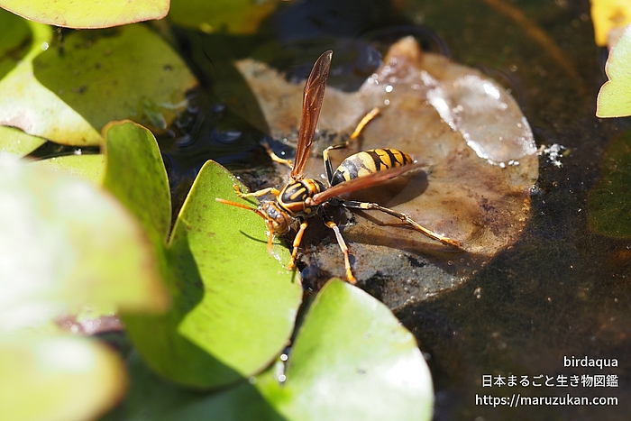 セグロアシナガバチ