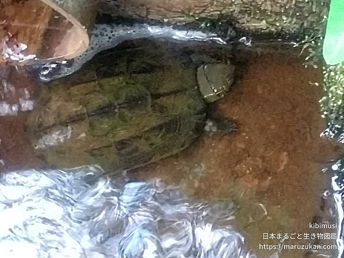 クサガメ