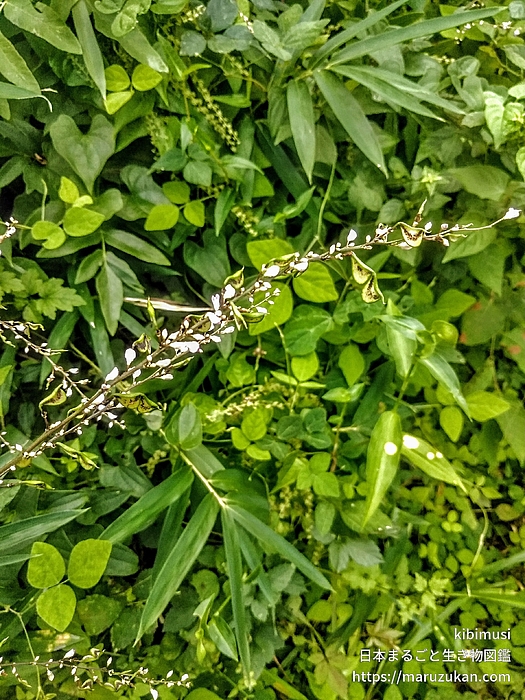 ヌスビトハギ