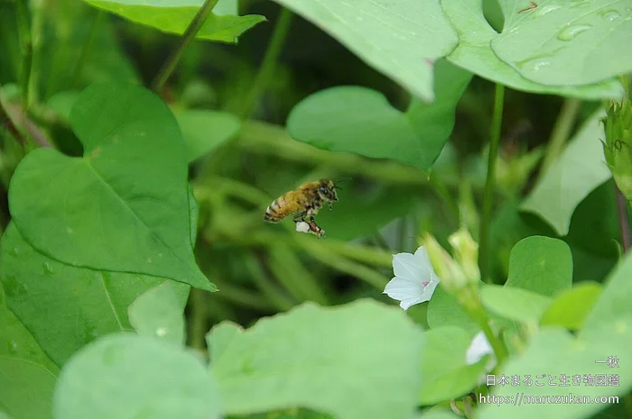 セイヨウミツバチ（成虫）の写真