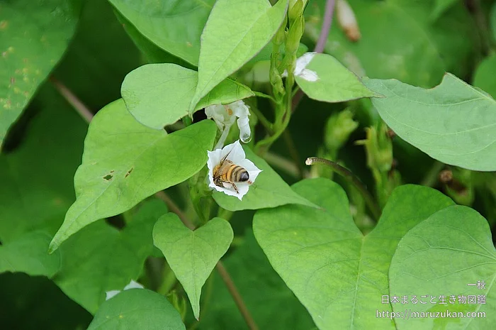 セイヨウミツバチ（成虫）の写真