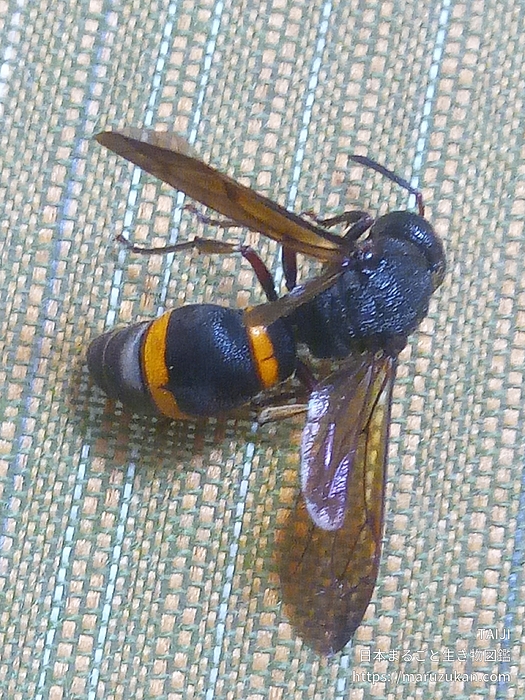オオカバフスジドロバチ