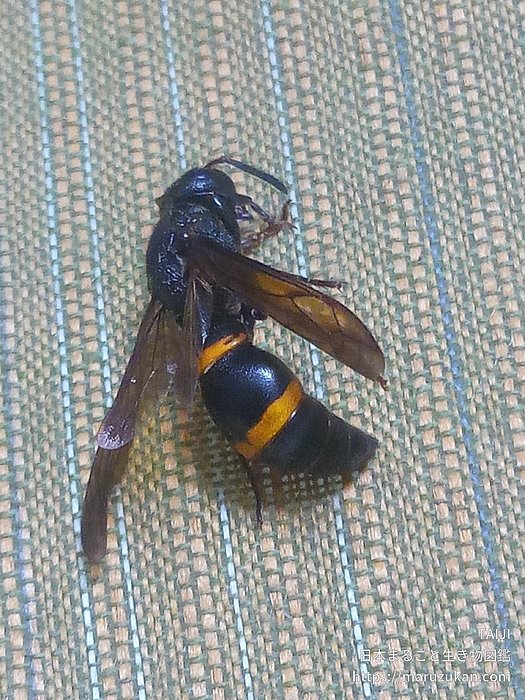 オオカバフスジドロバチ