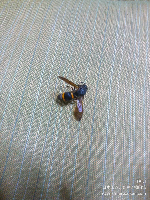 オオカバフスジドロバチの写真
