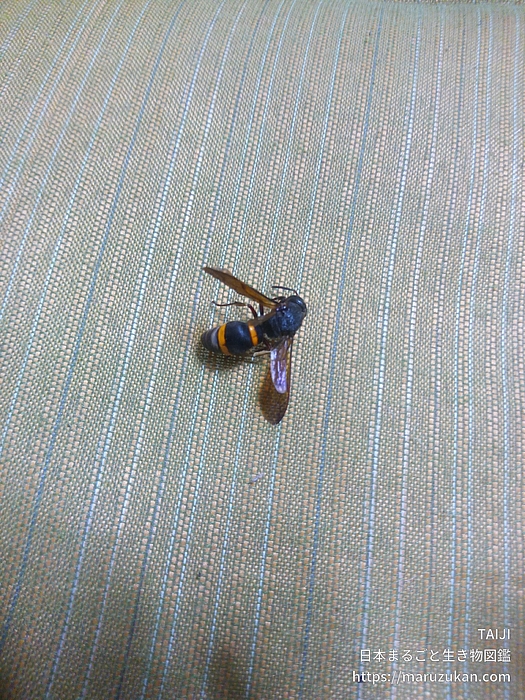 オオカバフスジドロバチ