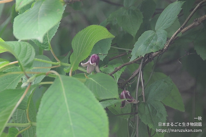 ハンショウヅル