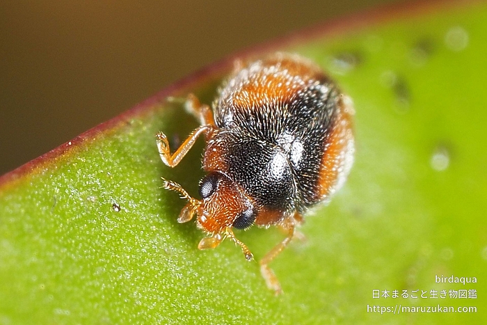クロヘリヒメテントウ