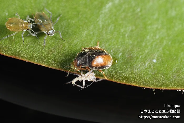 クロヘリヒメテントウ（成虫）の写真