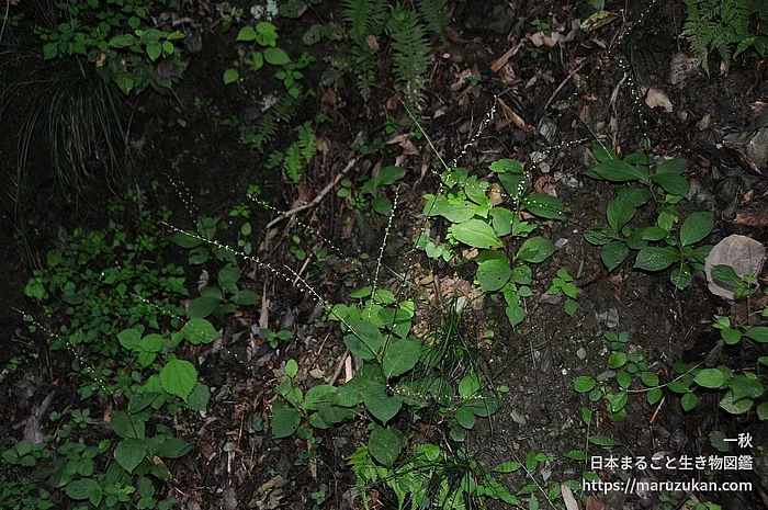 ギンミズヒキの写真