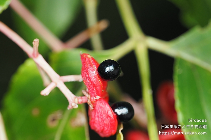 ゴンズイ（植物）