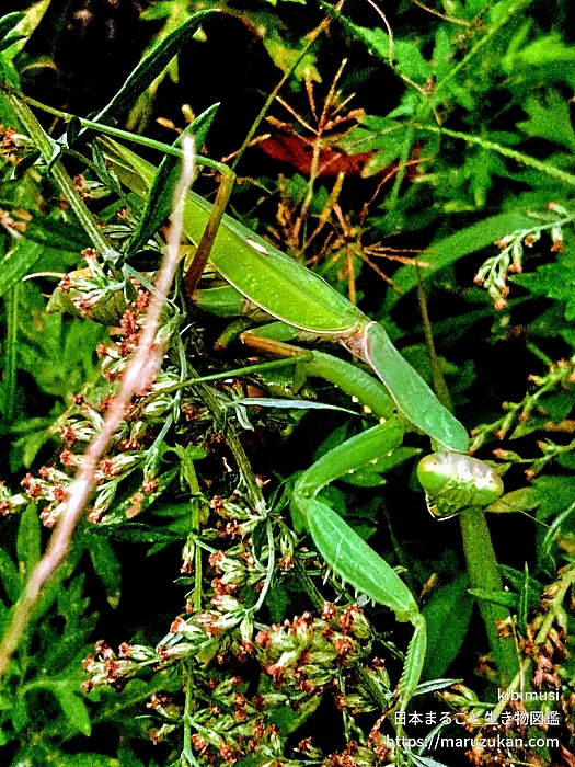 ハラビロカマキリ
