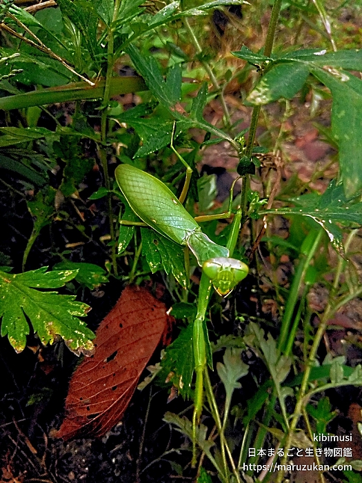 ハラビロカマキリ
