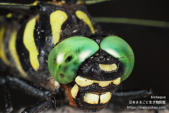 オニヤンマ
