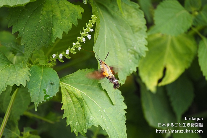 ホシホウジャク