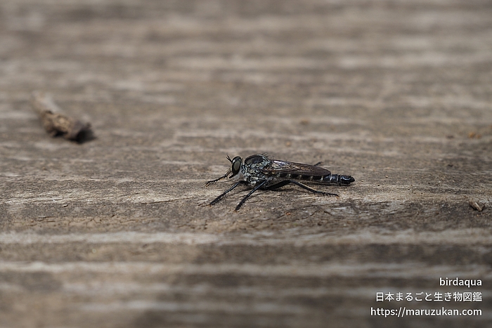 ヒサマツムシヒキ